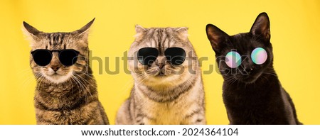 Three cats in dark glasses on a yellow background. Cool cats, a cat gang. Royalty-Free Stock Photo #2024364104