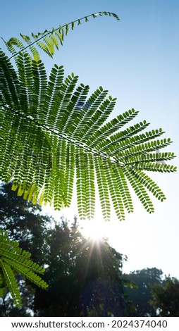 Persian Silk Tree Branches Under sunburst in the sky blue. Nature background concept. (Albizia julibrissin)