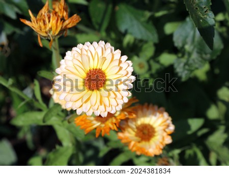 Close up of Marigold flowers Derbyshire England
