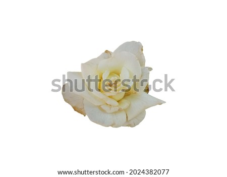 Top view, Nature beautiful of white roses flower bloom isolated on white background, Stock photo, Flora summer, Single garden plant