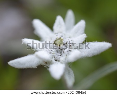 edelweiss in nature 