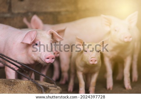 Pigs waiting feed,pig indoor on a farm yard. swine in the stall.Portrait animal. Royalty-Free Stock Photo #2024397728