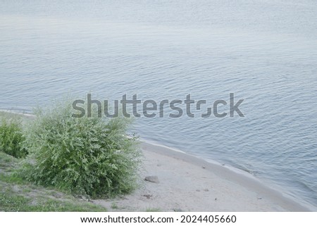 Green wood on the shore of the cold sea 