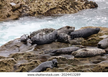 Harbor seals on top of the rock known as seal rock in La Jolla, California.