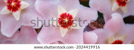 Hoya carnosa flowers. Porcelain flower or wax plant. Hoya carnosa lush inflorescence. Hoya Flower cluster under bright light . Wax Plant (Hoya carnosa) pink blooming flowers cluster. Banner. Royalty-Free Stock Photo #2024419916