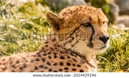 Beautiful cheetah resting in the grass