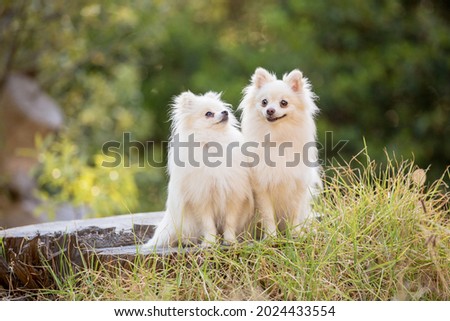 Two cute white long-haired chihuahua dogs in the forest. Lots of green. Adorable and sweet. Sitting on a log. 