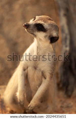 Lonely meerkat guarding his friends
