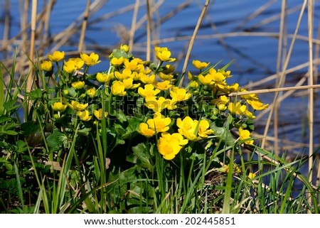 Flowering Marsh Marigold (Caltha palustris) on the banks of a pond