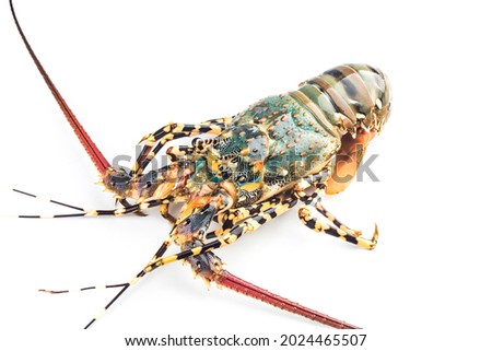 Fresh spiny lobster isolated on white background, Palinurus vulgaris Royalty-Free Stock Photo #2024465507