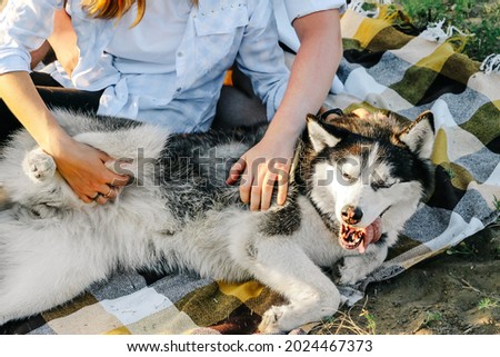 Male and female hands scratch the dog's stomach. The tenderness and love of the owners for the pet. A walk in the fresh air with a husky. Dog stuck out her tongue with pleasure, happiness, and love