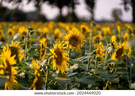 A scenic view of a field of sunflowers in Cottbus, Germany