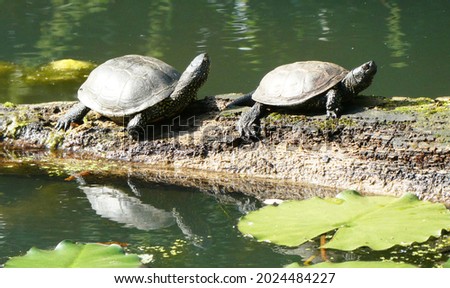 Two European pond turtles sitting on a tree trunk and their reflections in the green water