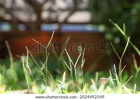 Close-up image of grass in the field