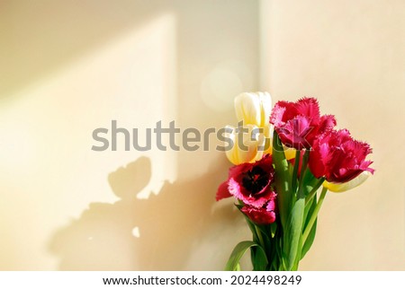 	
A bouquet of tulips in sun ligh. Space for text. Tulip flowers on the background of the wall in the sunny room. Background with flowers