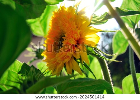 Flower of decorative sunflower in the garden. Nature background. Environmental preservation and planet care. Earth Day