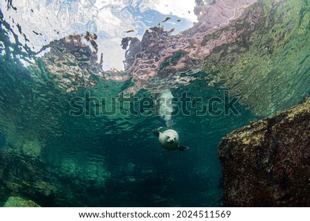 Picture shows a Sea Lion near to La Paz, Mexico