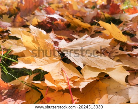 Red and orange autumn leaves background. Colorful backround image of fallen autumn leaves perfect for seasonal use. Space for text