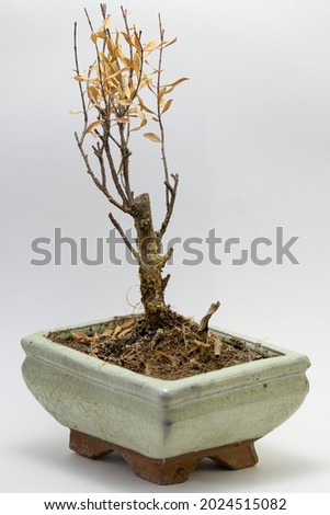 The Bonsai becomes no water over a long time  The Bonsai stands on the wrong place  To much or to little sun 