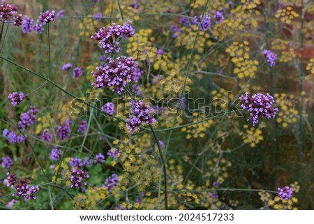 Verbena bonariensis in foreground with yellow flowers behind in front of wall