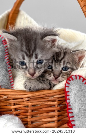 Two Little kittens fortnightly age. Two week old Baby Cat. Funny Pets on a cozy wicker basket. Cute pet lifestyle picture