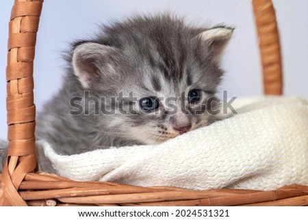 Little kitten fortnightly age. Two week old Baby Cat. Funny Pet on a cozy wicker basket. Cute pet lifestyle picture