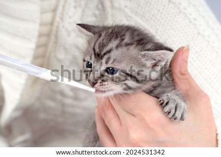 Little kitten fortnightly age in human hands in a cozy white jersey. Two week old Baby Cat artificial feeding through a pipette. Funny cute pet lifestyle picture