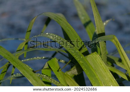 Rain drops after rain on green leaf in sunset light with river water on background. Water drops on green leaf. Green leaves near river after the rain.