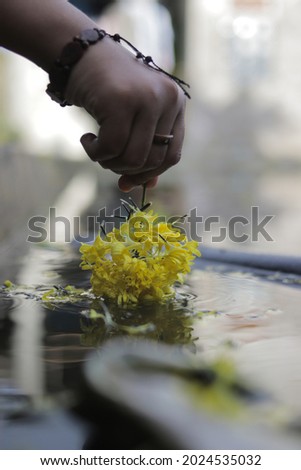 Beautiful Asian girl hand holding yellow marigold flower (Tagetes erecta) with water splash and defocused background. Purity, Cosmetic, Beauty, and nature concept. Yellow flower stock images.