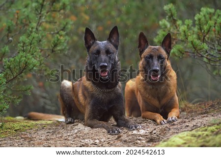 Two obedient wet Belgian Shepherd Malinois dogs with chain collars posing together in a forest lying down on a sand while raining in summer Royalty-Free Stock Photo #2024542613