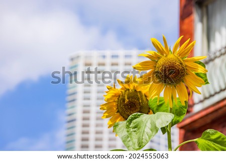 Sunflowers in full bloom in the city