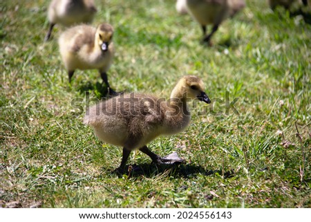 Little babies canada goose walking and eating on the grass