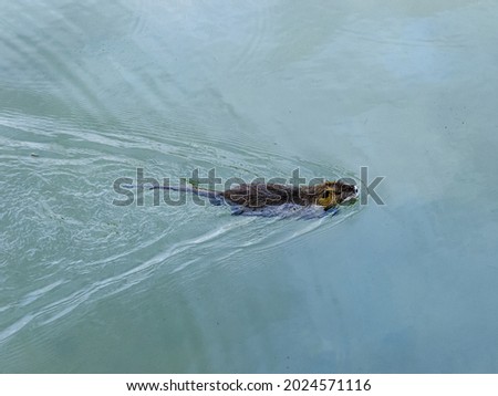 A high angle shot of an otter swimming in the middle of a lake