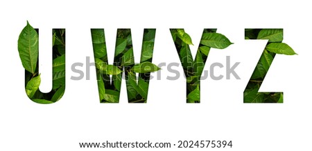 Leaf font U,W,Y,Z isolated on white background. Leafs font U,W,Y,Z made of Real alive leaves with Previous paper cut shape of font. Royalty-Free Stock Photo #2024575394