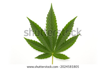 Hemp or cannabis leaves isolated on white background. Top view Royalty-Free Stock Photo #2024581805