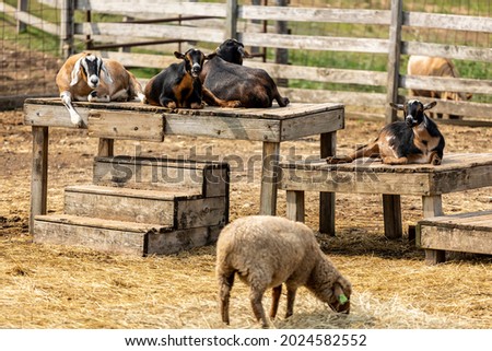 A herd of domestic baby animal goats at a local farm.  the animals at the barn are leisurely siting and eating in the field  