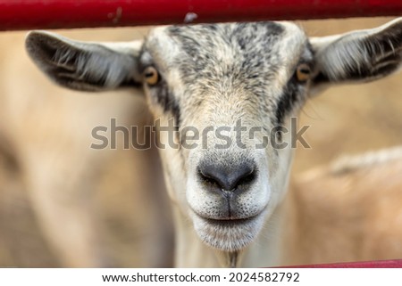 portrait of a baby goats face behind bars of a local farm with hay in the background.  the adorable domesticated animal appears healthy and happy  