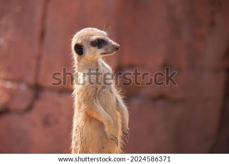 A selective focus shot of a light brown meerkat standing in the sun in front of a red wall
