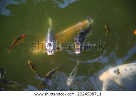 A closeup shot of sօme fish swimming in a turbid water Royalty-Free Stock Photo #2024588711