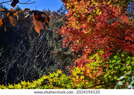 Colorful maple autumn leaves in the blue sky background seen in Maiden Waterfall (Otome no Taki) at Tateshina, Nagano pref.