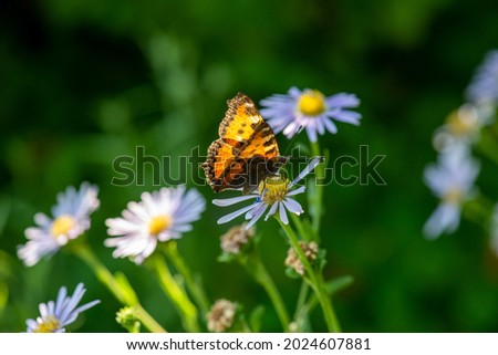 a beautiful butterfly flew to the flower garden