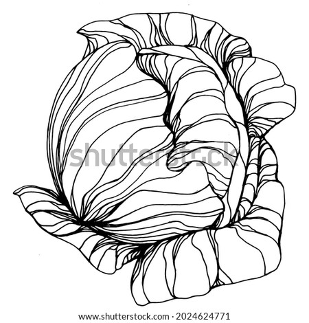 Cabbage hand drawing sketch vector illustration. Isolated vegetable engraved style object. The best for design logo, menu, label, icon, stamp. Vintage style.