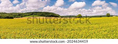 A panoramic view of a sunflower field under a cloudy sky in Burgundy, France