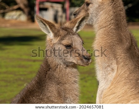 Cute Tasmanian kangaroos in Australia.

