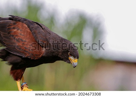 A closeup shot of a stately brown eagle in its habitat in nature