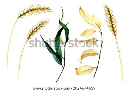 watercolor drawing. set of elements of dry autumn leaves and ears of wheat isolated on white background. symbol of autumn, harvest, thanksgiving day.