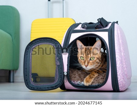 Bengal cat in a soft carrier on the floor next to a suitcase in the living room Royalty-Free Stock Photo #2024677145