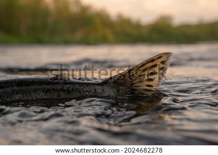 the beautiful tail of pink salmon is visible from river Royalty-Free Stock Photo #2024682278