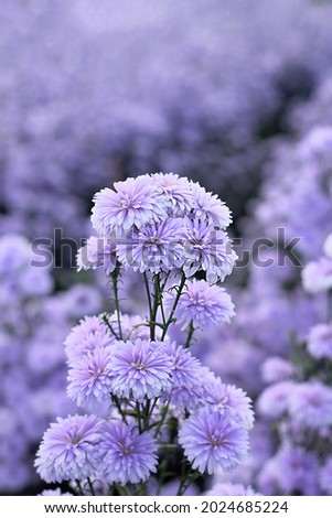 close-up photo of beautiful purple flowers.Free space for text.The background.