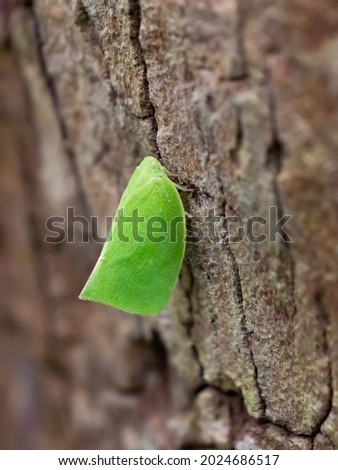 close-up shot of an green moth